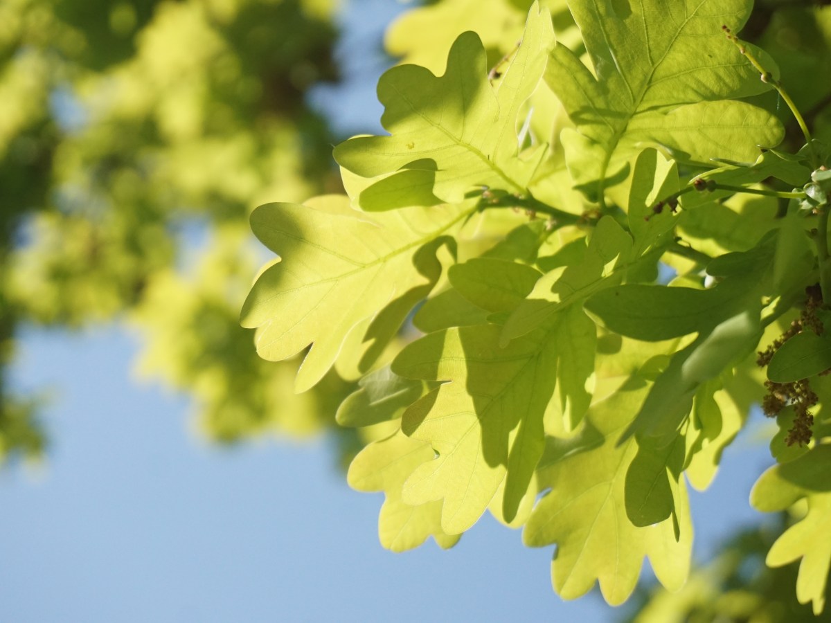 Der Schlossgarten muss wieder ein Raum für alle&nbsp;sein